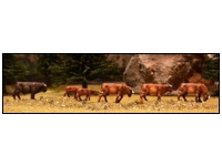Herd of Cows